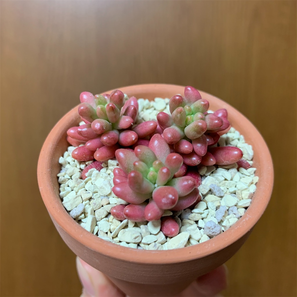 f:id:encyclopediaofweeds:20200302024707j:image