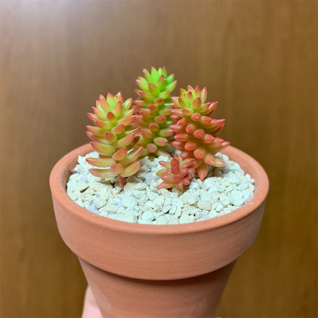 f:id:encyclopediaofweeds:20200302024728j:image