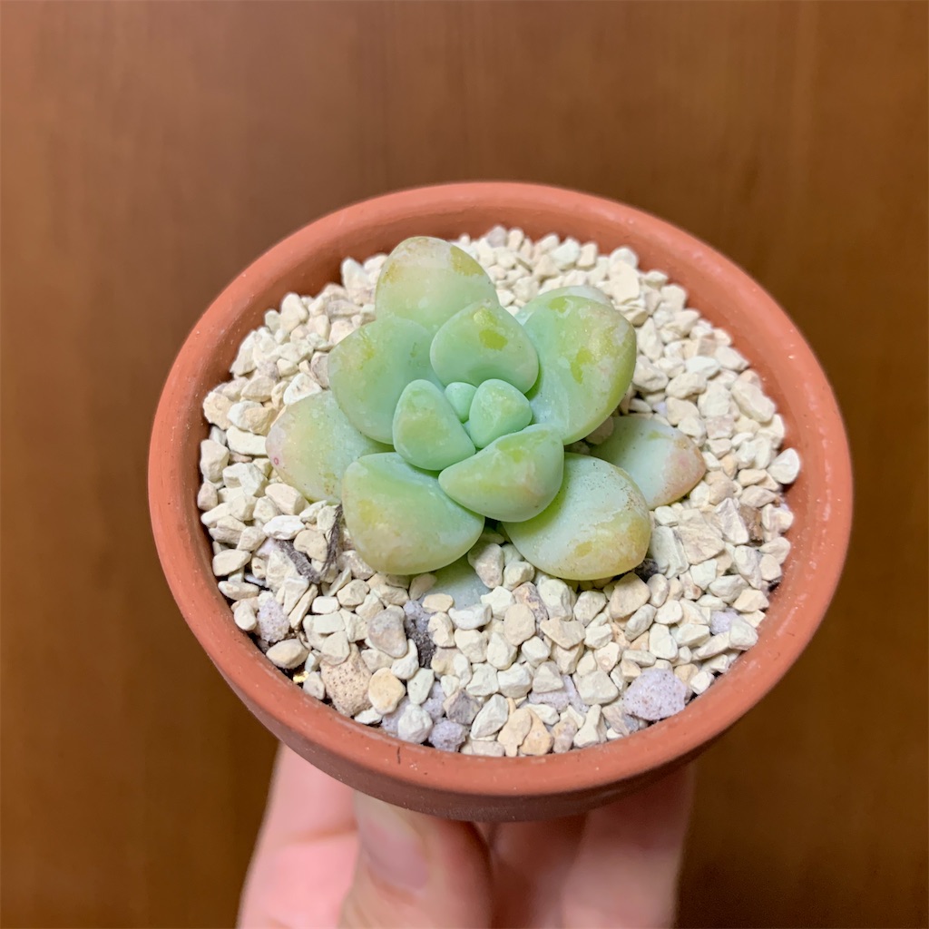 f:id:encyclopediaofweeds:20200302024810j:image