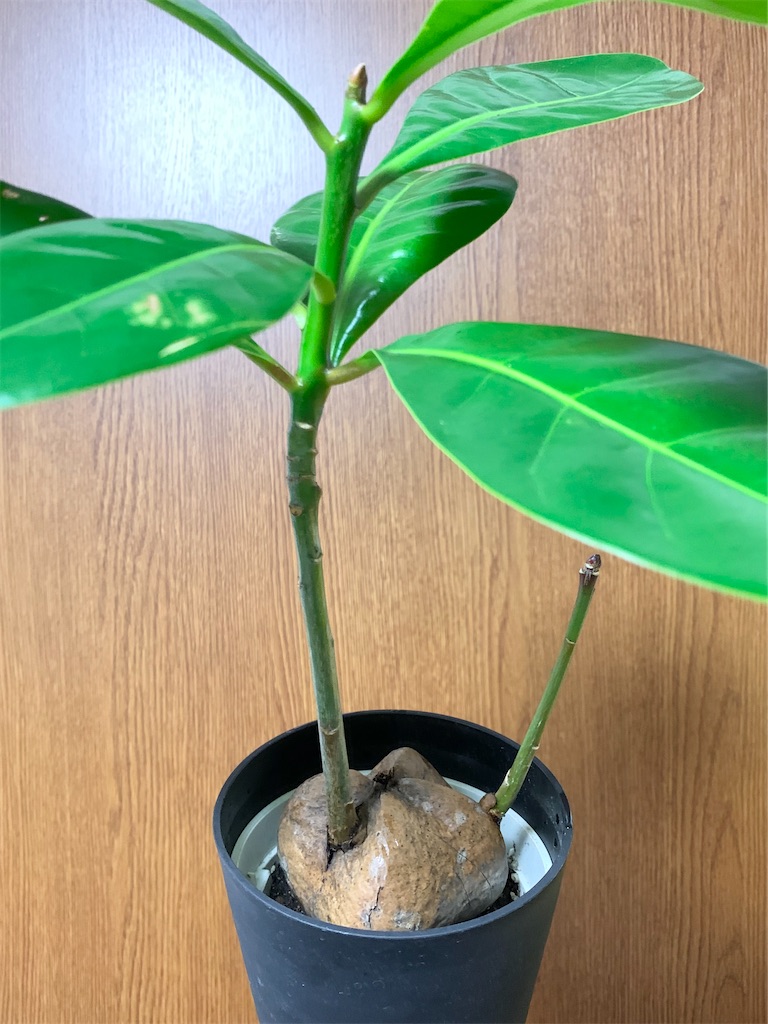f:id:encyclopediaofweeds:20200311013944j:image