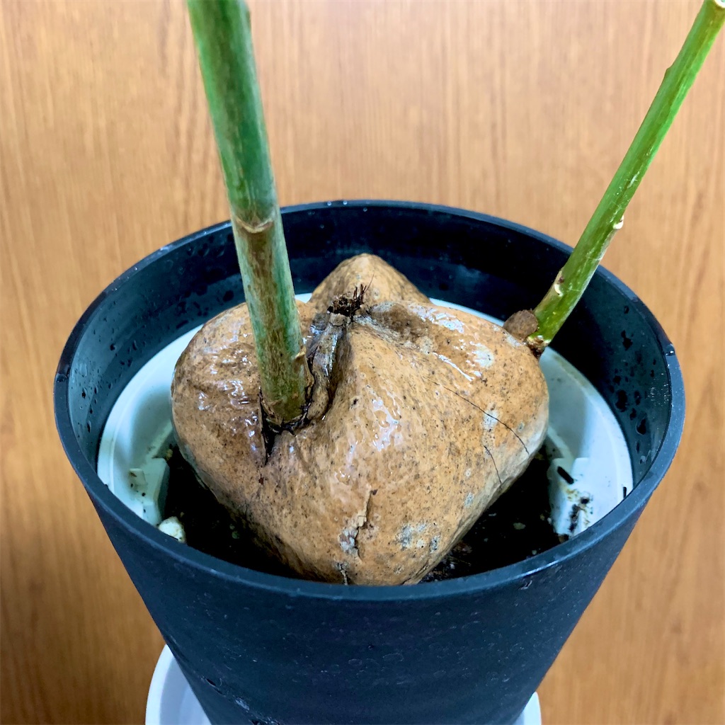f:id:encyclopediaofweeds:20200311014842j:image