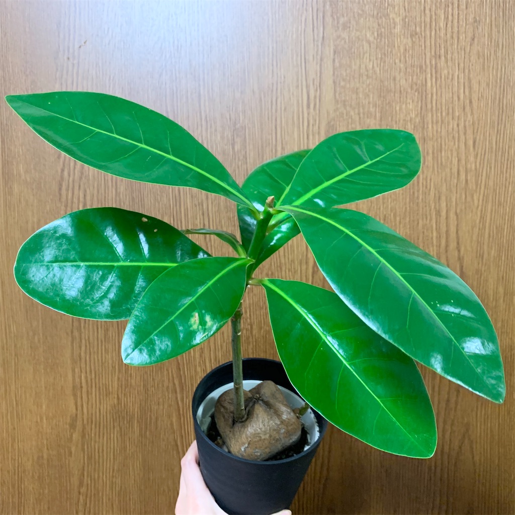 f:id:encyclopediaofweeds:20200311014853j:image