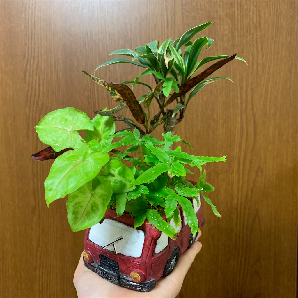 f:id:encyclopediaofweeds:20200316035355j:image