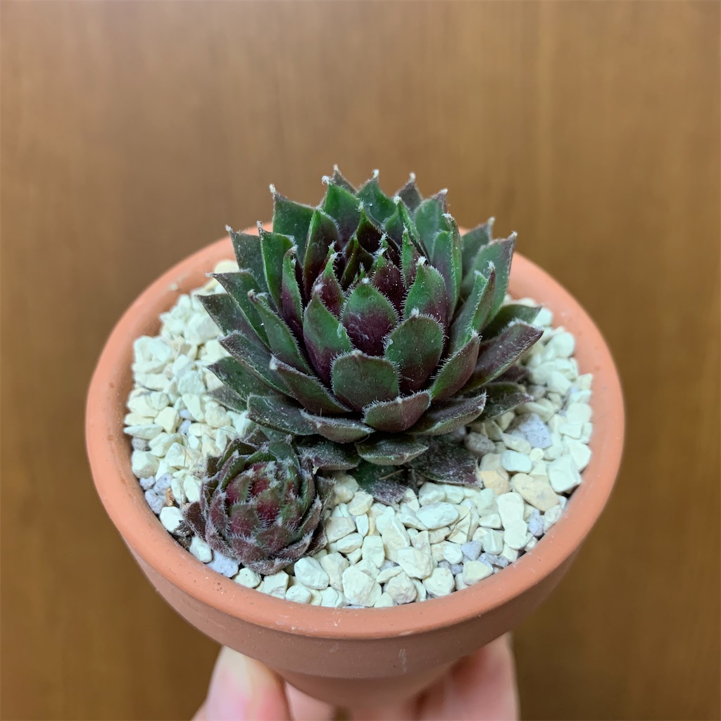 うちの多肉植物たち(センペルビウム) - 愛すべき雑草たち うちの多肉植物たち(センペルビウム) - 愛すべき雑草たち