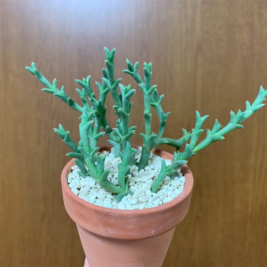 f:id:encyclopediaofweeds:20200316042303j:image