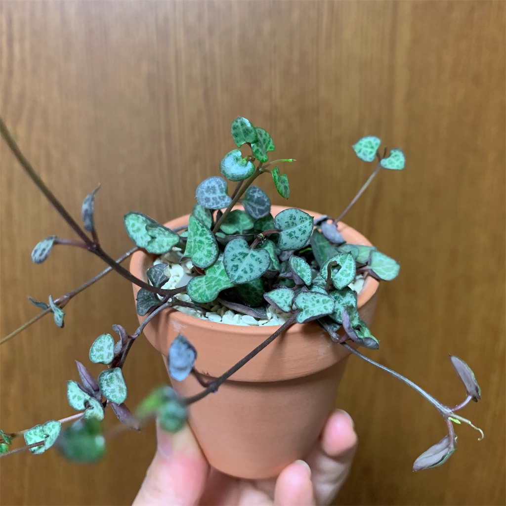 f:id:encyclopediaofweeds:20200317002328j:image
