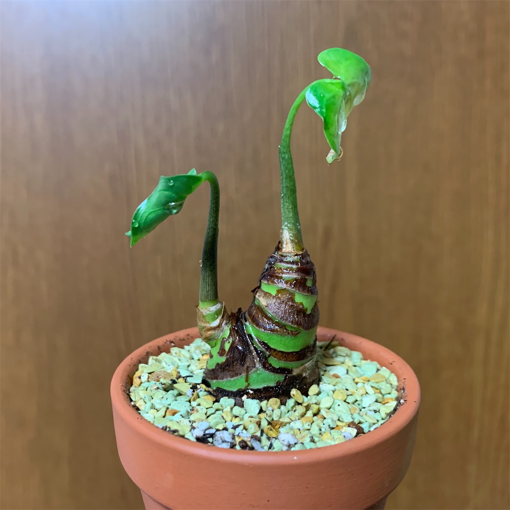f:id:encyclopediaofweeds:20200318021949j:image