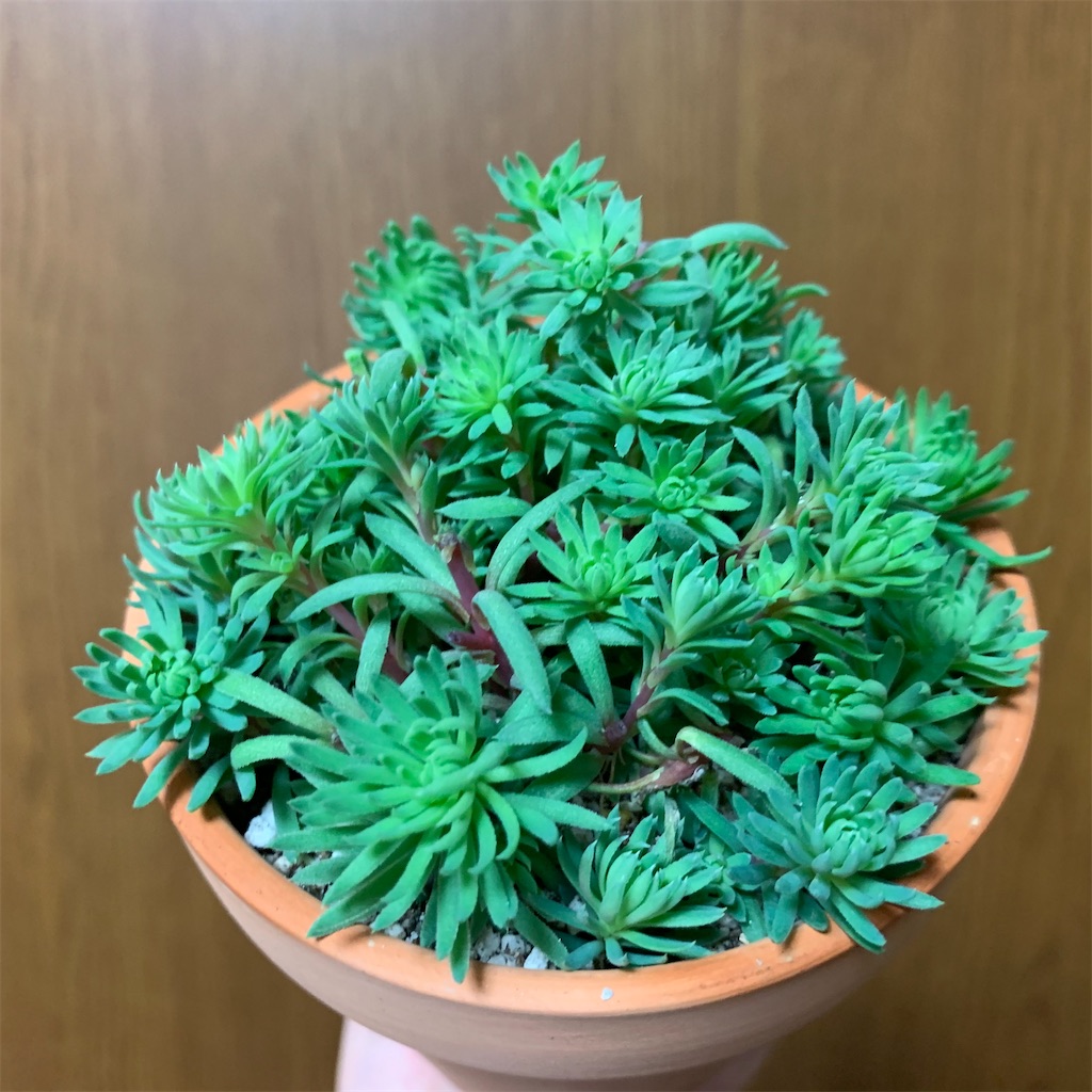 f:id:encyclopediaofweeds:20200321022308j:image