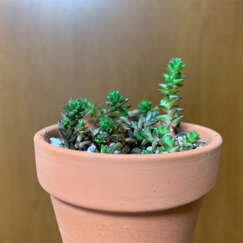 f:id:encyclopediaofweeds:20200321022358j:image