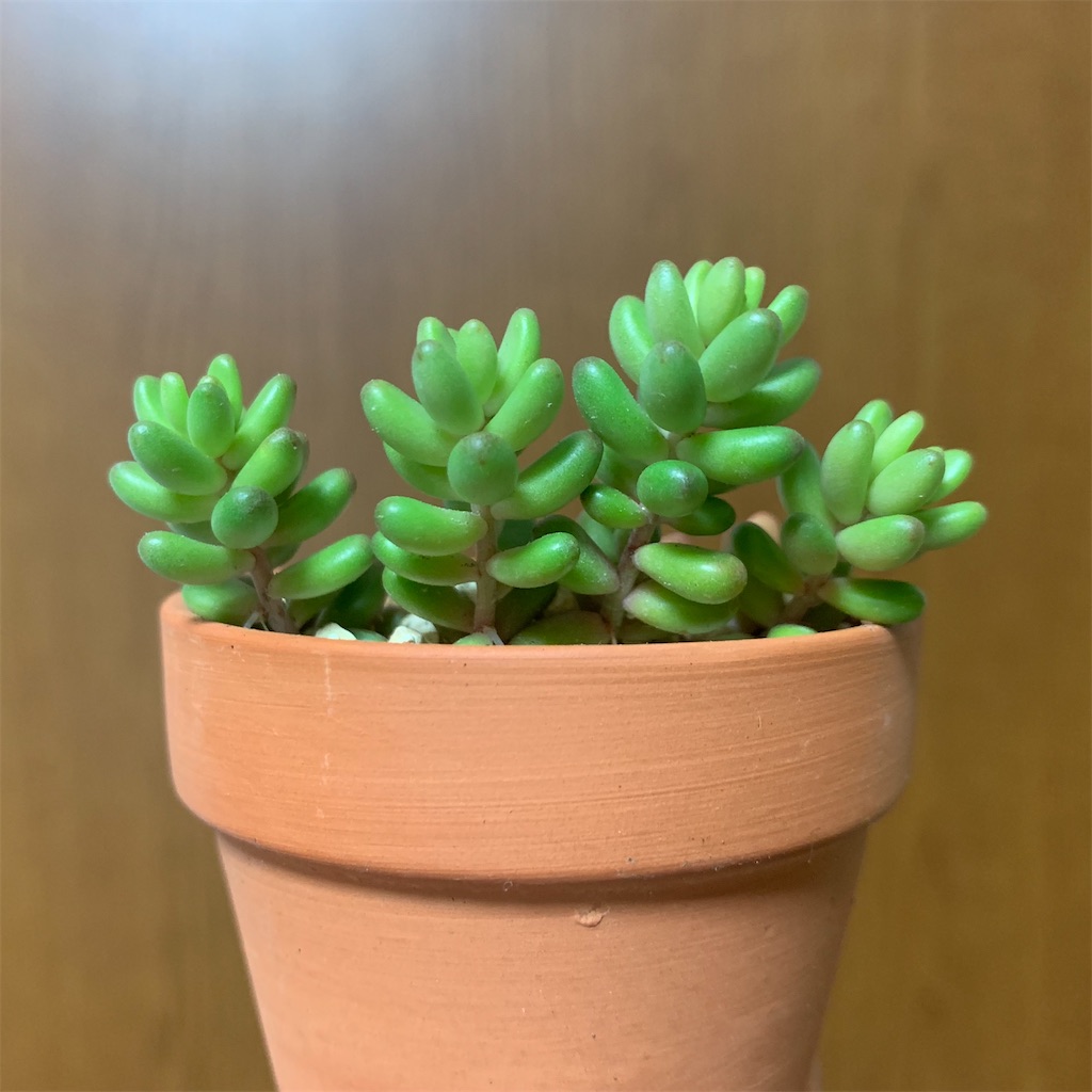 f:id:encyclopediaofweeds:20200321022419j:image