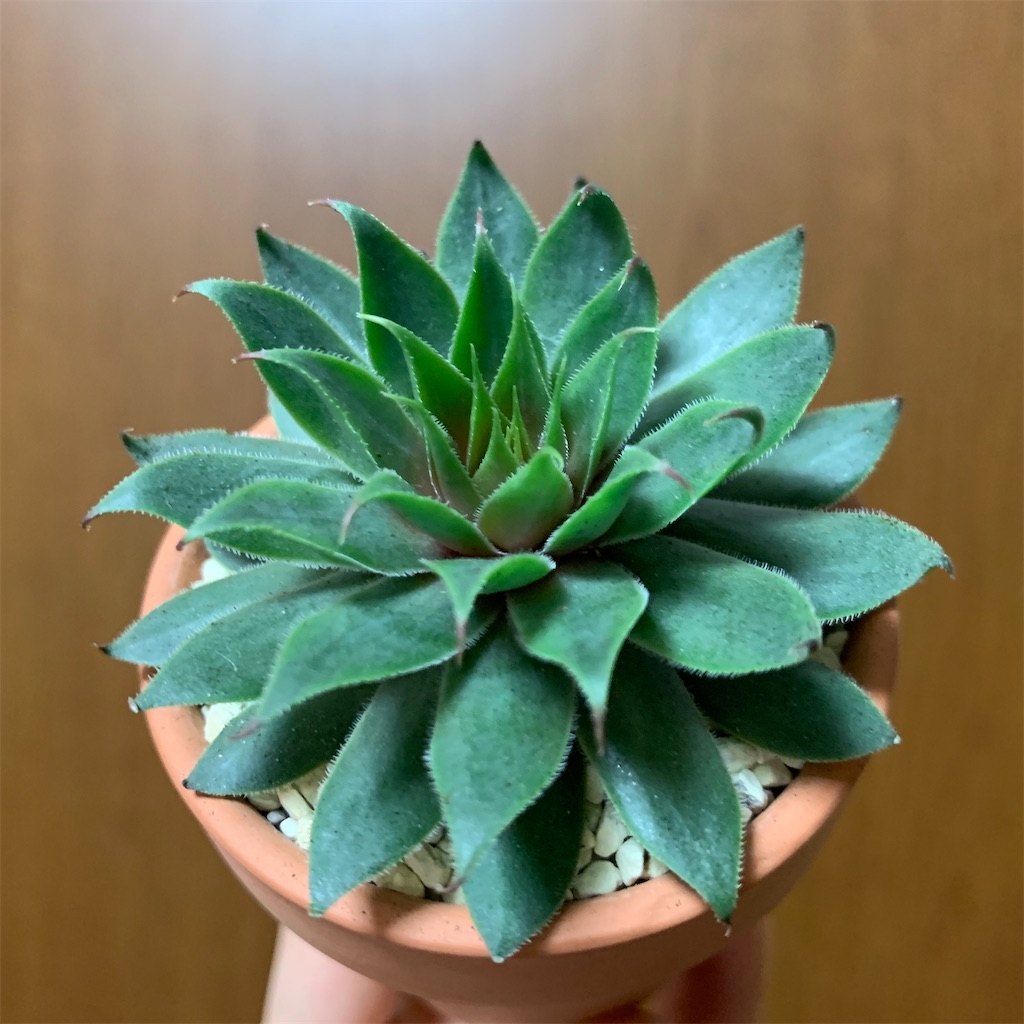 f:id:encyclopediaofweeds:20200322231221j:image