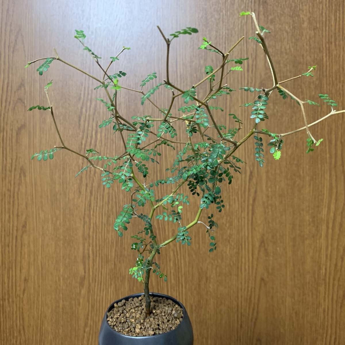f:id:encyclopediaofweeds:20200323012305j:plain