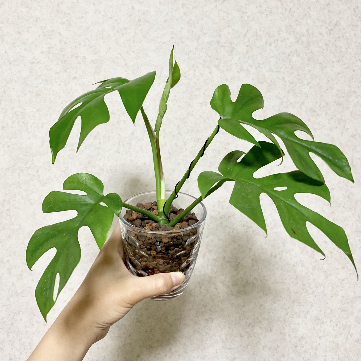 f:id:encyclopediaofweeds:20200323012919j:plain