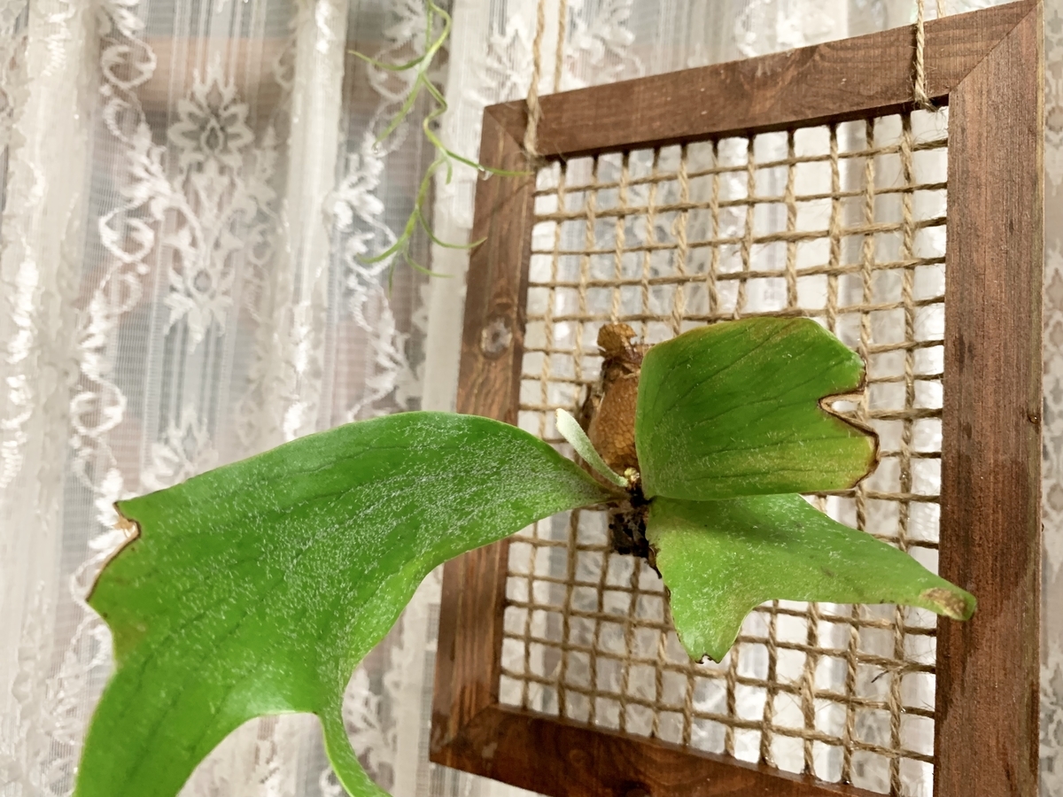 f:id:encyclopediaofweeds:20200323013019j:plain