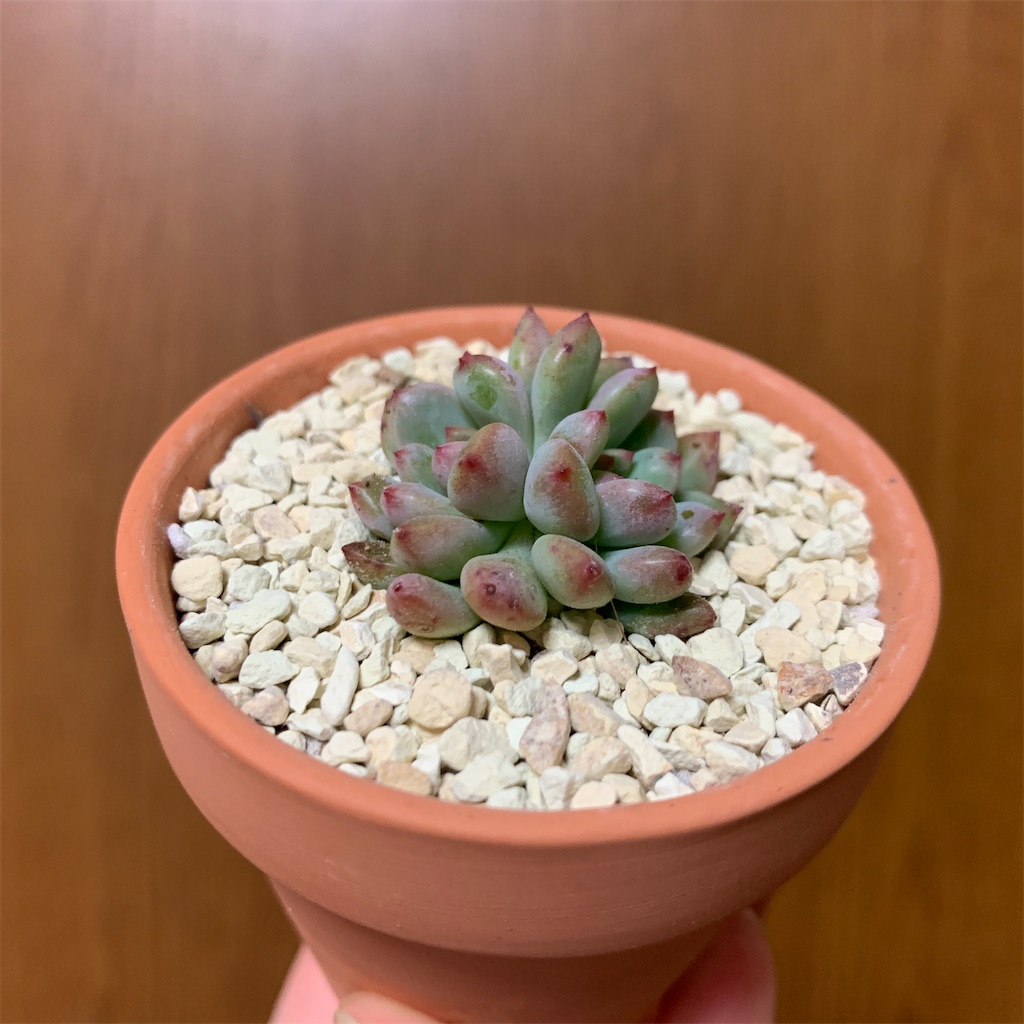 f:id:encyclopediaofweeds:20200328192015j:image