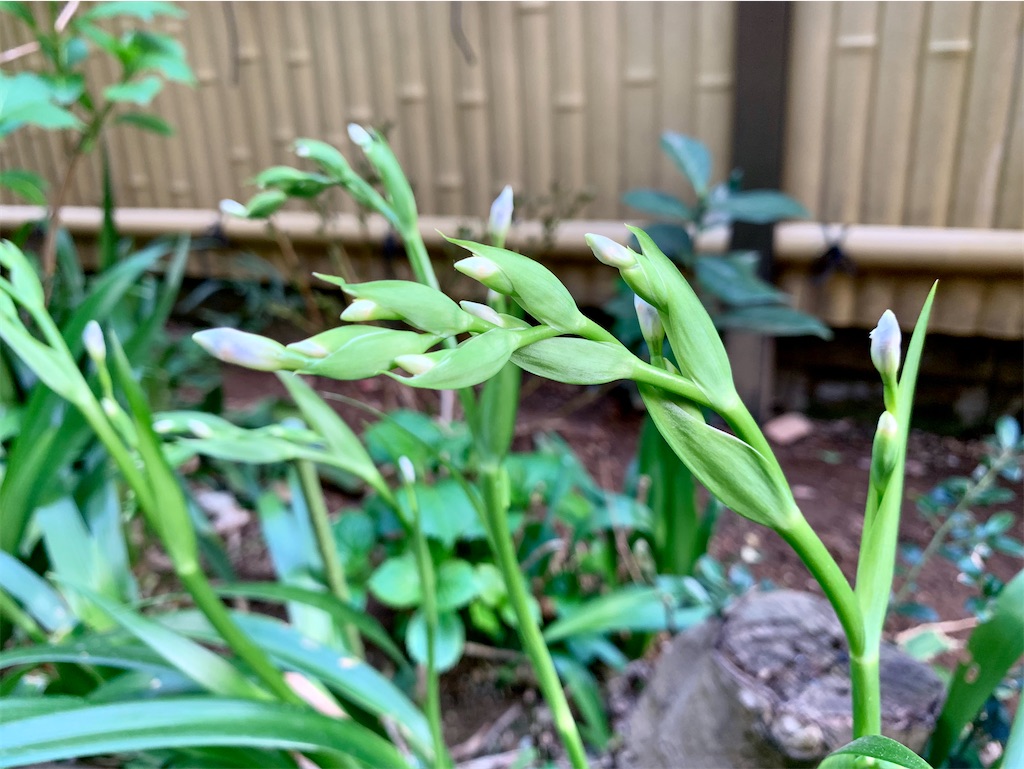 f:id:encyclopediaofweeds:20200404190810j:plain