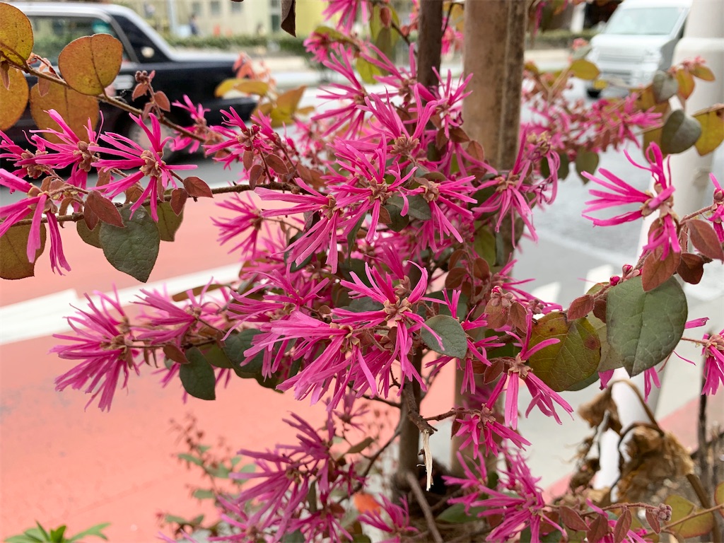 f:id:encyclopediaofweeds:20200404190825j:plain