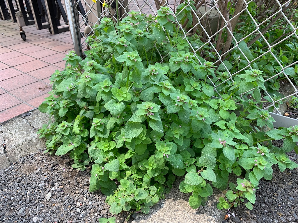 f:id:encyclopediaofweeds:20200404190836j:plain