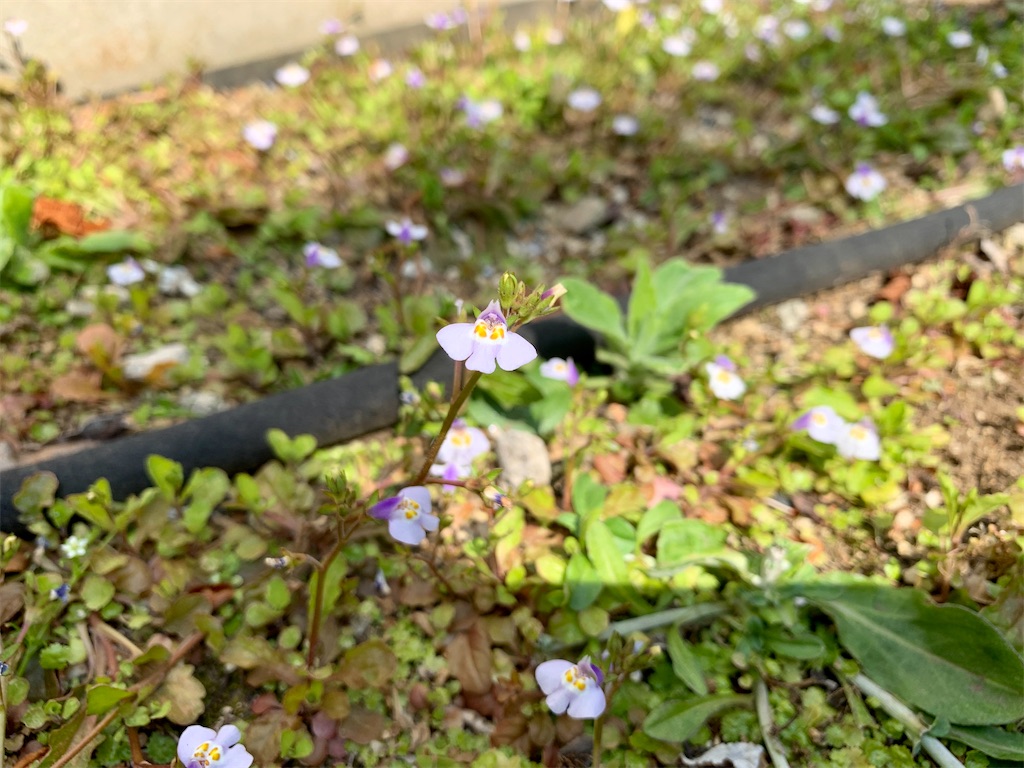 f:id:encyclopediaofweeds:20200404190840j:plain f:id:encyclopediaofweeds:20200404190840j:plain