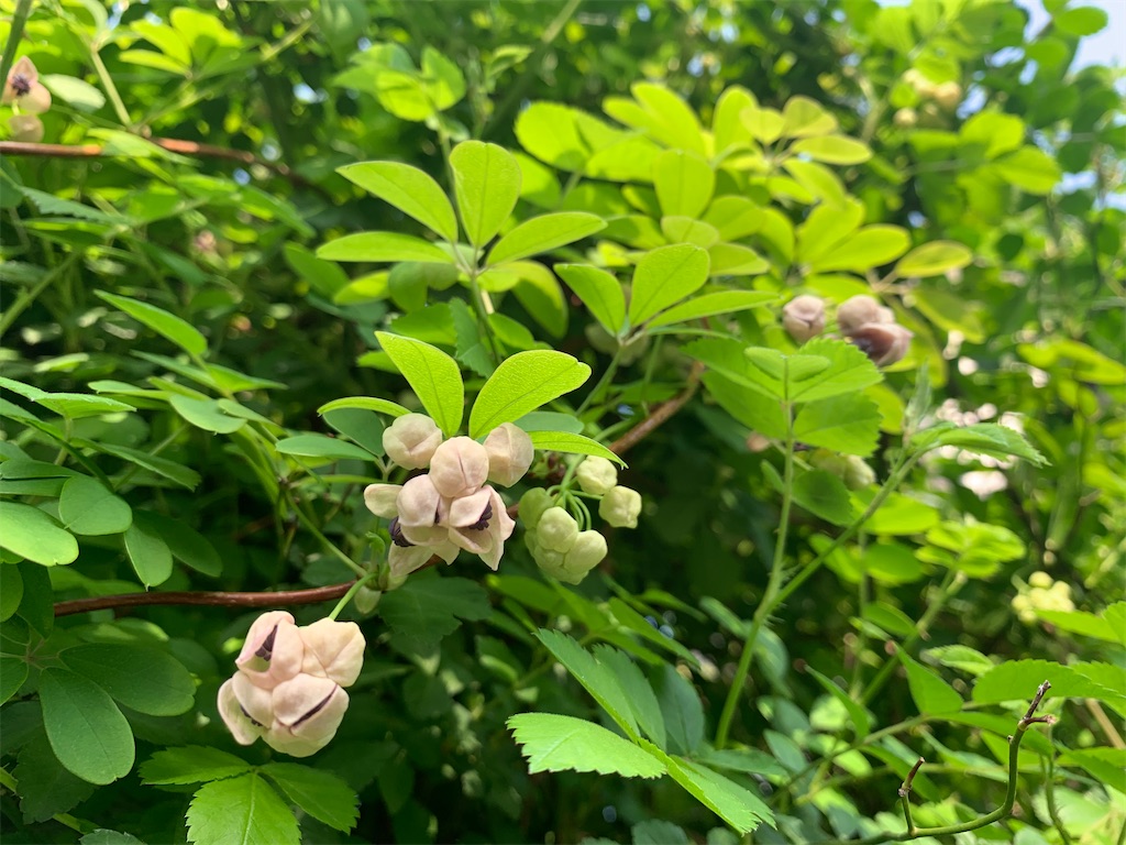 f:id:encyclopediaofweeds:20200404190843j:plain