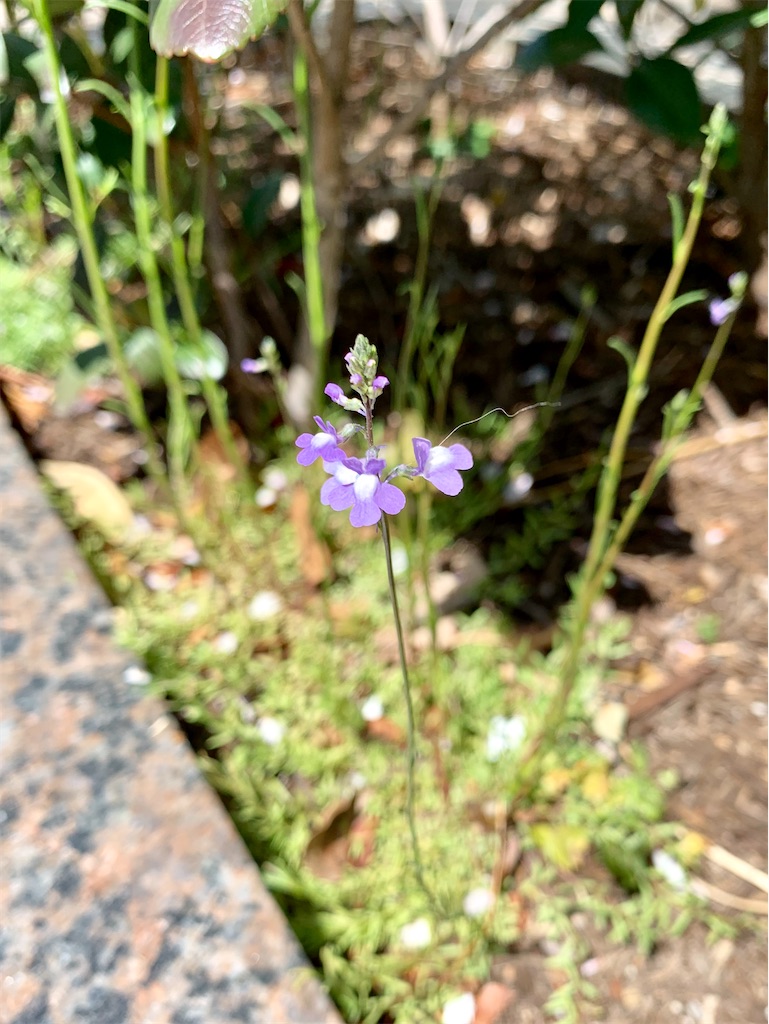f:id:encyclopediaofweeds:20200404190847j:plain