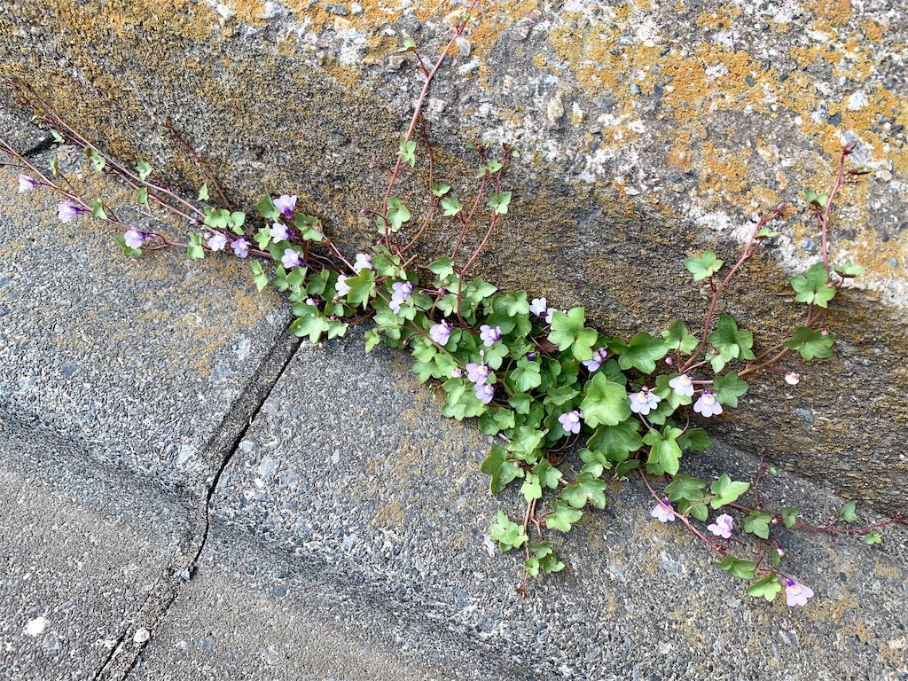 f:id:encyclopediaofweeds:20200404193528j:plain