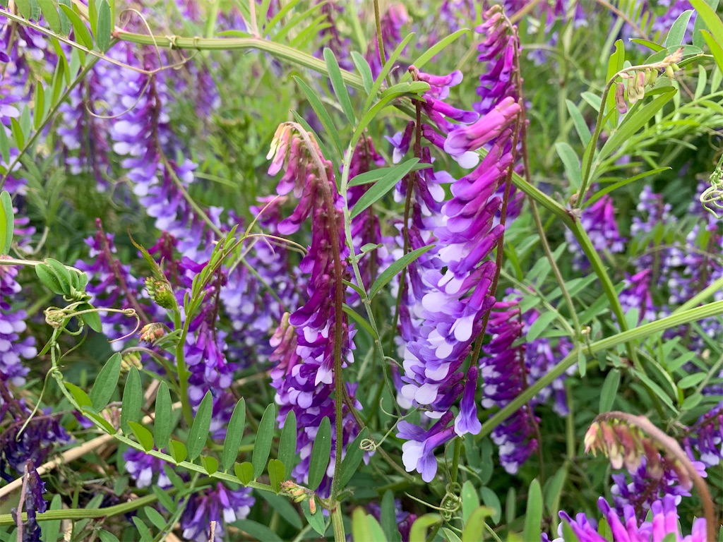 f:id:encyclopediaofweeds:20200404203809j:plain