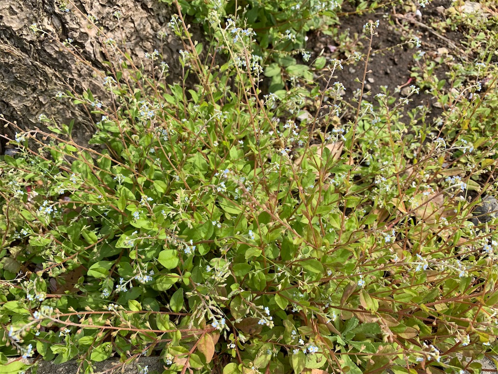 f:id:encyclopediaofweeds:20200404203828j:plain