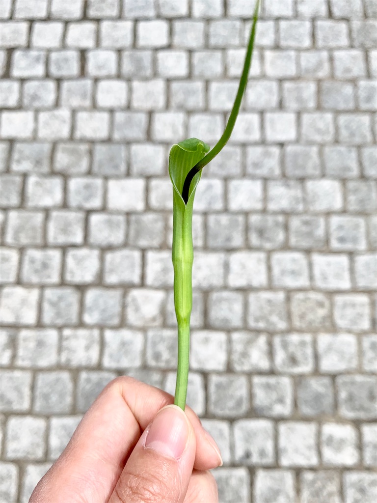 f:id:encyclopediaofweeds:20200404203837j:plain
