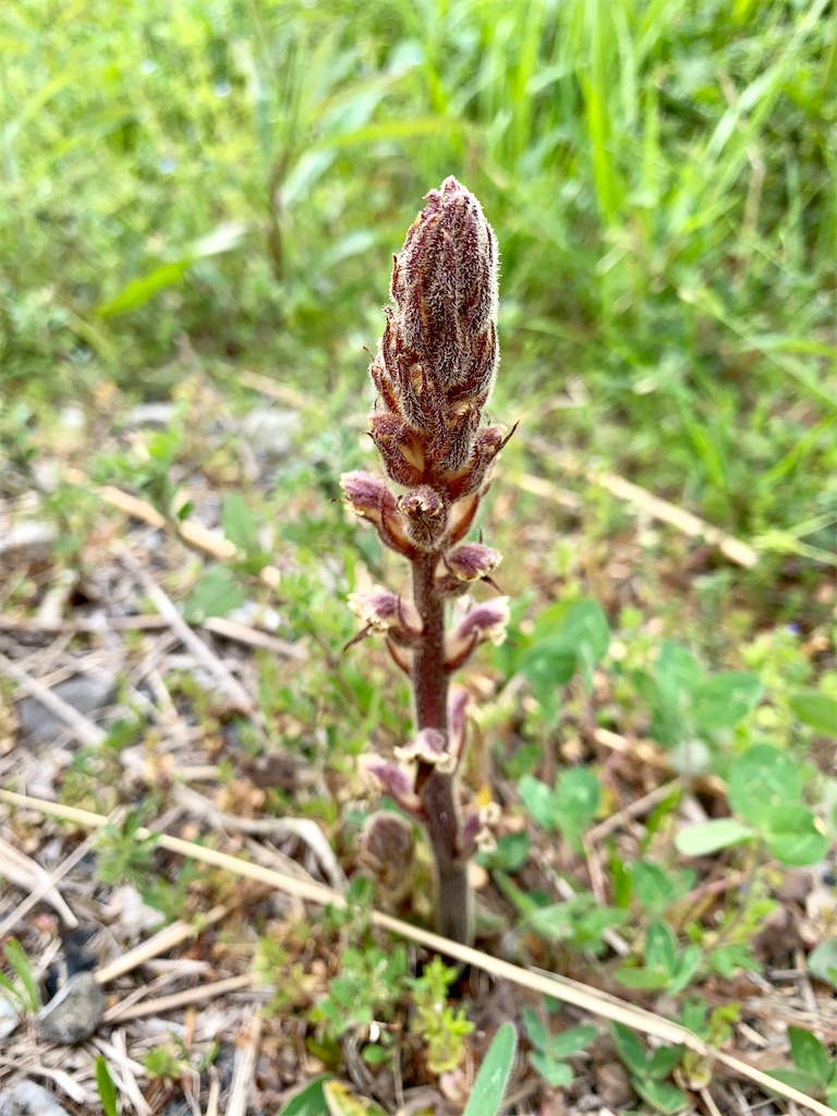 f:id:encyclopediaofweeds:20200404203846j:plain