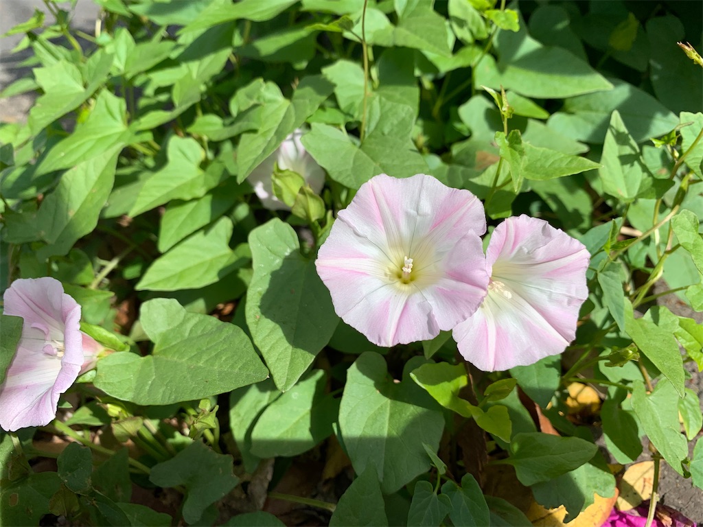 f:id:encyclopediaofweeds:20200404230533j:plain