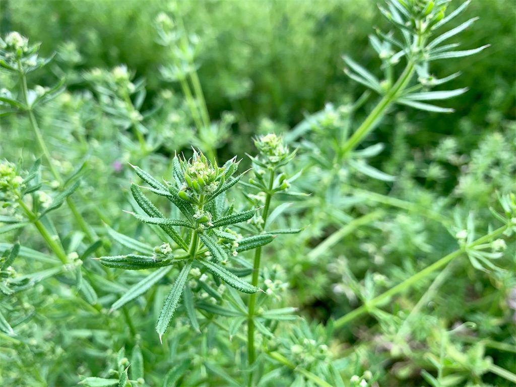 f:id:encyclopediaofweeds:20200404230548j:plain