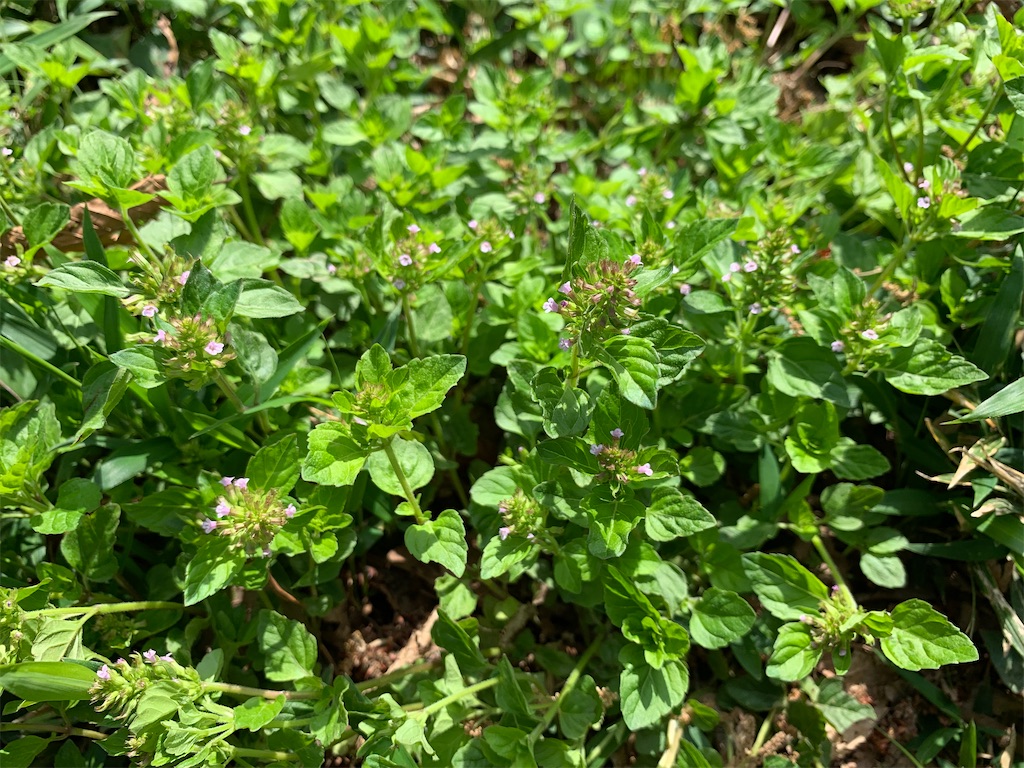 f:id:encyclopediaofweeds:20200404230557j:plain