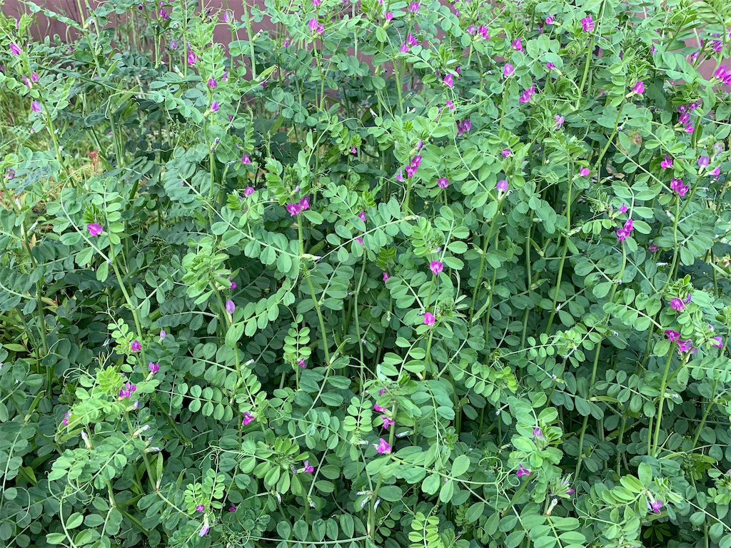 f:id:encyclopediaofweeds:20200404230601j:plain