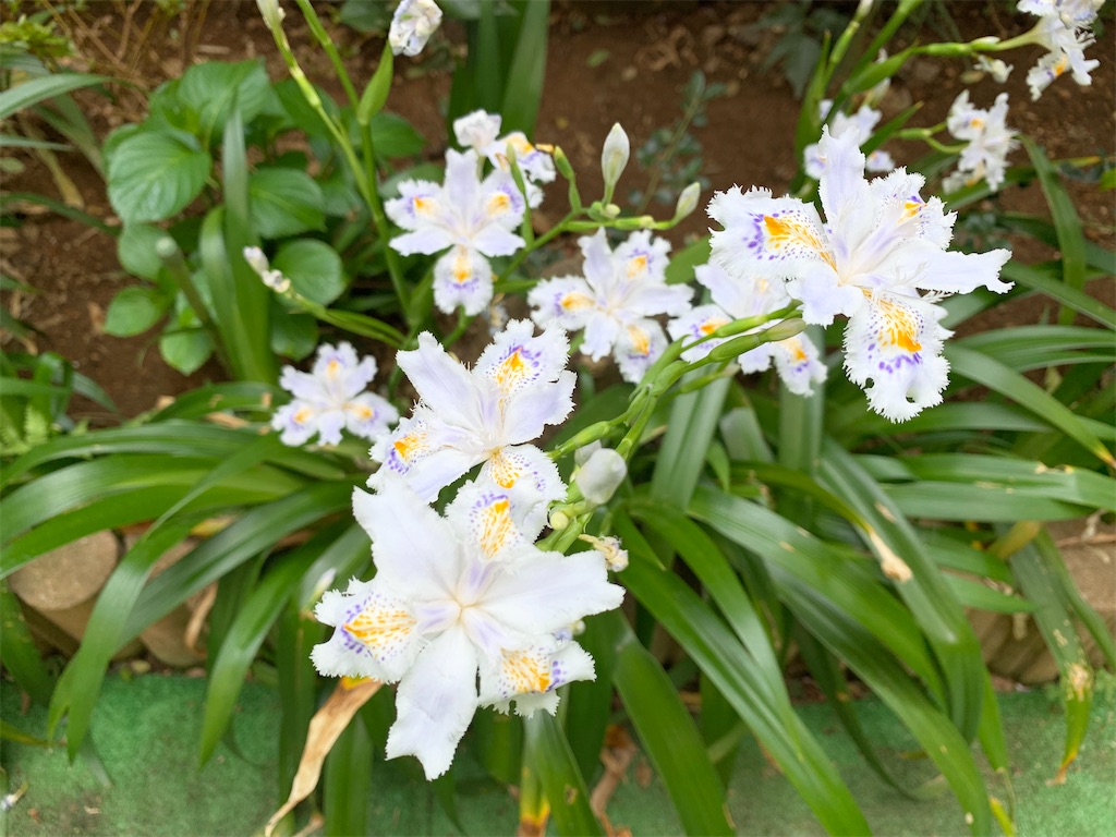 f:id:encyclopediaofweeds:20200404230604j:plain