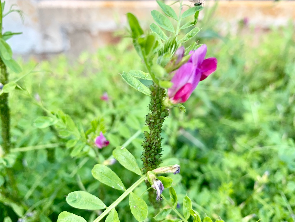 f:id:encyclopediaofweeds:20200404230615j:plain