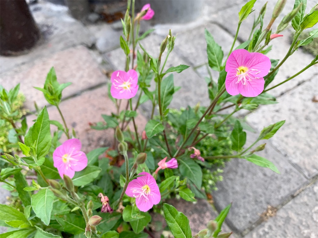 f:id:encyclopediaofweeds:20200404230633j:plain