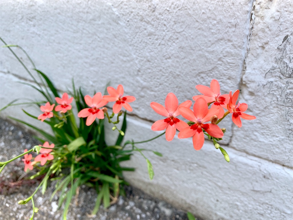 f:id:encyclopediaofweeds:20200404230638j:plain