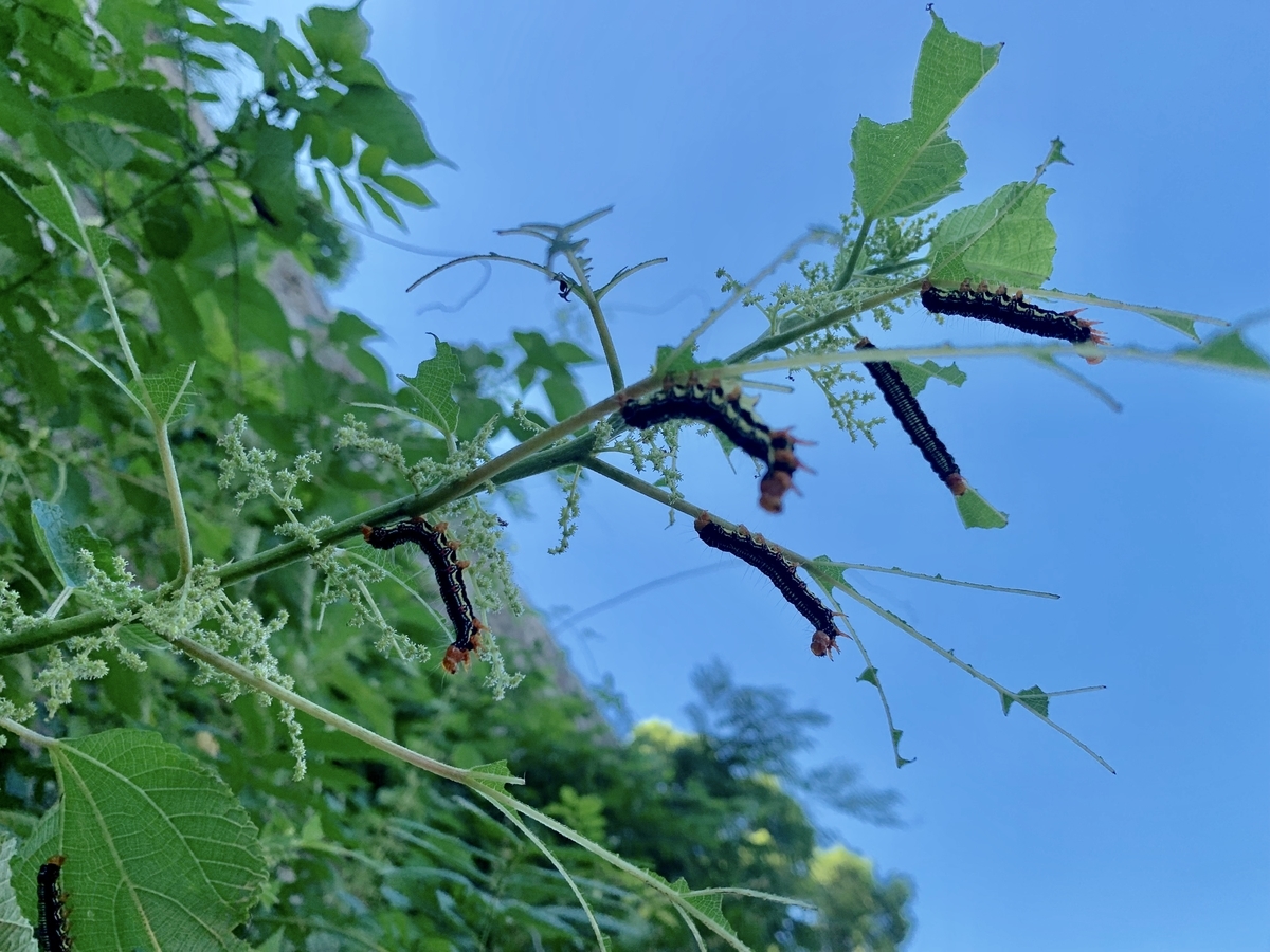 f:id:encyclopediaofweeds:20200406235500j:plain f:id:encyclopediaofweeds:20200406235500j:plain