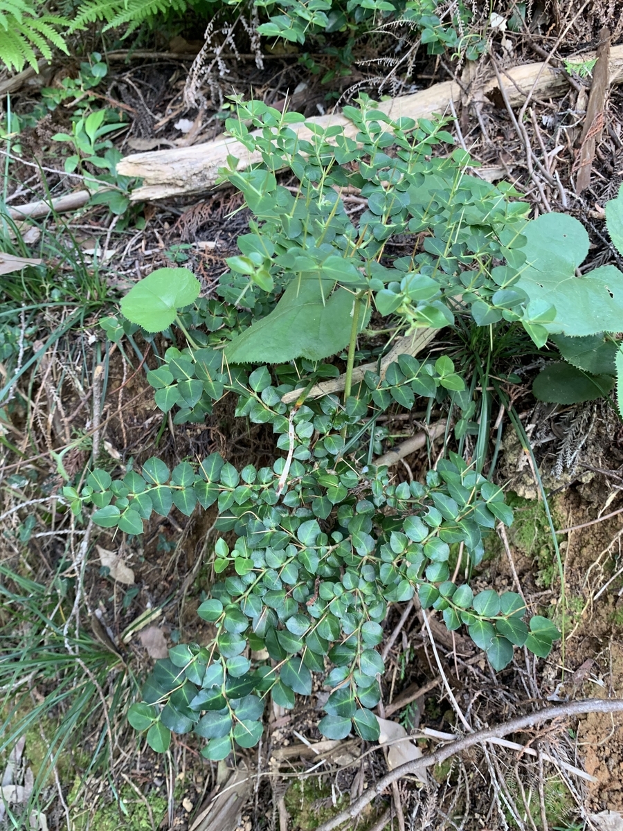 f:id:encyclopediaofweeds:20200407000621j:plain