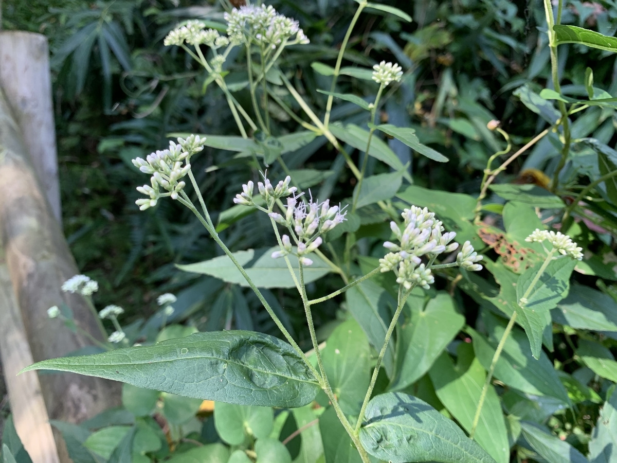 f:id:encyclopediaofweeds:20200407003722j:plain