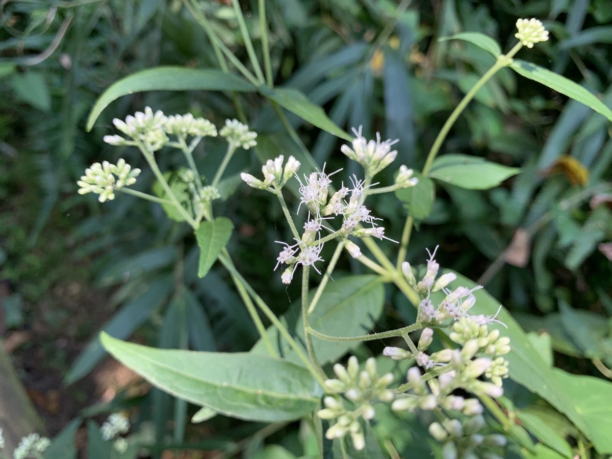 f:id:encyclopediaofweeds:20200407003735j:plain