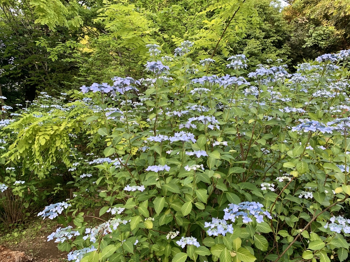 f:id:encyclopediaofweeds:20200407020826j:plain