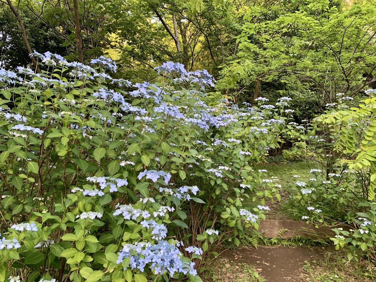 f:id:encyclopediaofweeds:20200407020847j:plain