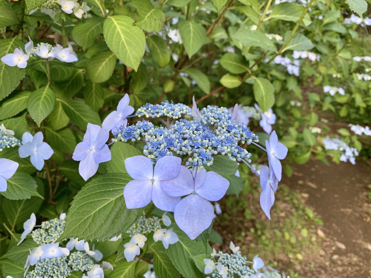 f:id:encyclopediaofweeds:20200407020903j:plain