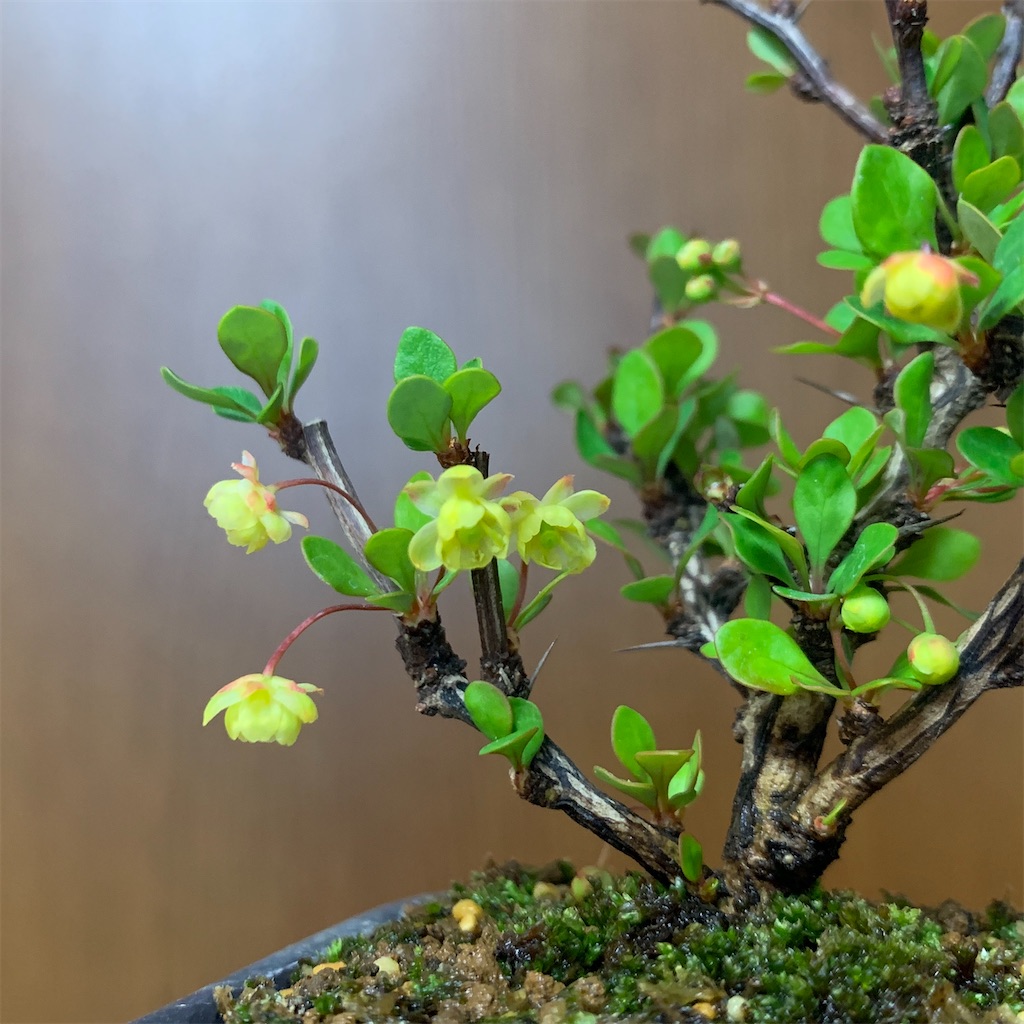 f:id:encyclopediaofweeds:20200409020822j:image