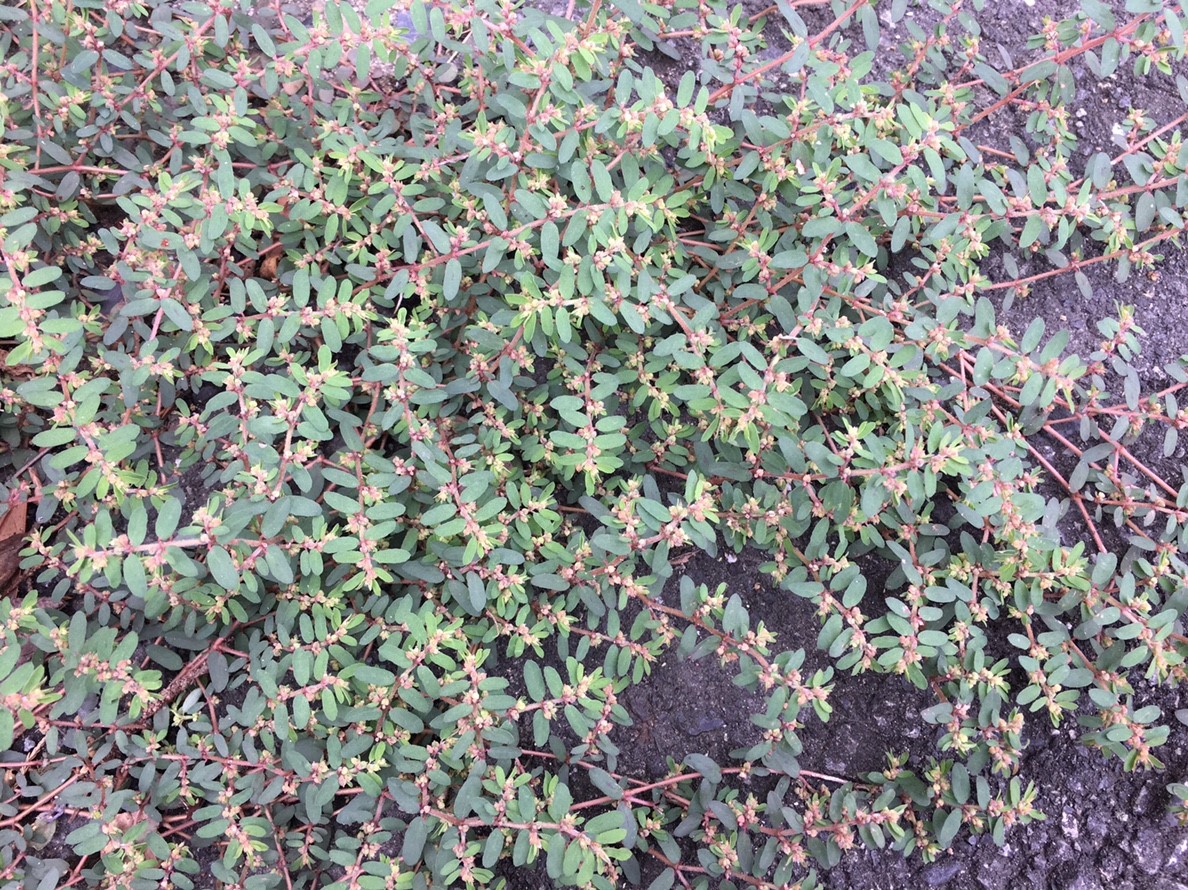 f:id:encyclopediaofweeds:20200409030350j:plain f:id:encyclopediaofweeds:20200409030350j:plain