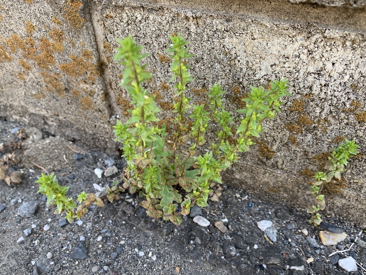 f:id:encyclopediaofweeds:20200411131525j:plain