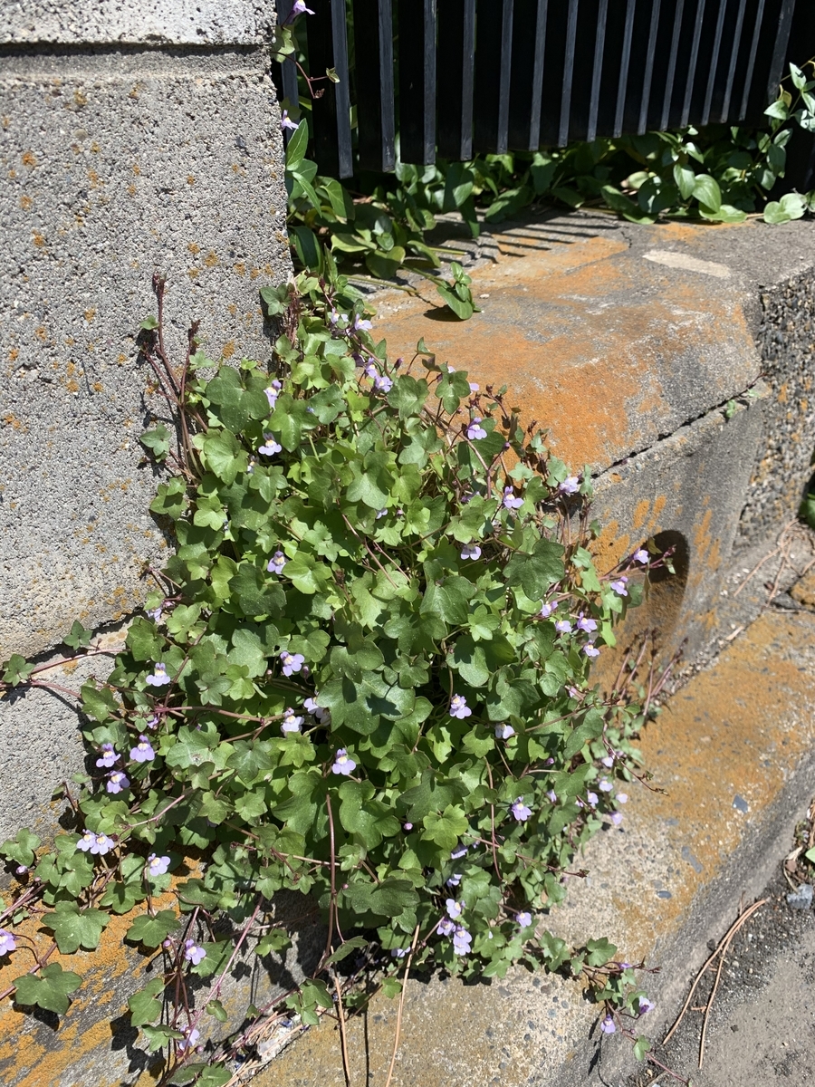 f:id:encyclopediaofweeds:20200411132448j:plain