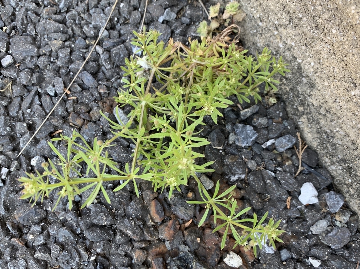 f:id:encyclopediaofweeds:20200411132844j:plain